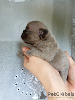 Photo №2 to announcement № 66706 for the sale of french bulldog - buy in Ukraine breeder