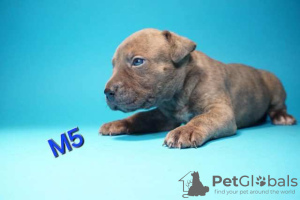 Additional photos: American Pit Bull Terrier puppies