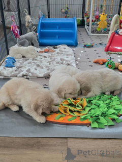 Photo №2 to announcement № 171675 for the sale of golden retriever - buy in France private announcement