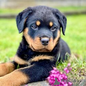 Photo №1. rottweiler - for sale in the city of Attard | negotiated | Announcement № 169453