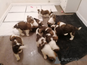 Photo №2 to announcement № 168434 for the sale of st. bernard - buy in Sweden private announcement, breeder