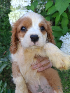 Photo №3. Purebred boys cavalier-king-chalz-spaniel.. Latvia