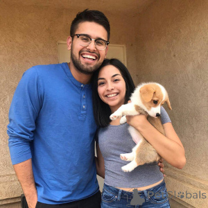 Photo №3. Home Raised corgi puppies Puppies for adoption. Italy