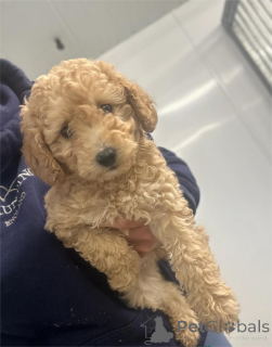 Photo №1. poodle (dwarf) - for sale in the city of Erftstadt | 361$ | Announcement № 154318