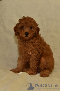 Additional photos: Miniature poodle