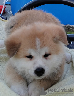 Photo №2 to announcement № 68220 for the sale of akita - buy in Serbia breeder