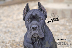 Photo №2 to announcement № 9586 for the sale of cane corso - buy in Russian Federation from nursery, breeder