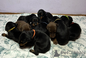 Photo №1. non-pedigree dogs - for sale in the city of Belgrade | negotiated | Announcement № 66728