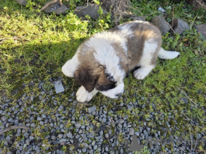 Photo №4. I will sell st. bernard in the city of SHVEKHAT. breeder - price - 888$