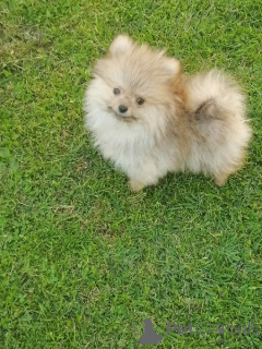 Photo №2 to announcement № 144857 for the sale of pomeranian - buy in Serbia breeder