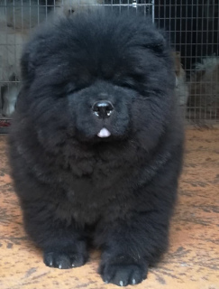 Photo №1. chow chow - for sale in the city of Komsomolsk-on-Amur | 455$ | Announcement № 1818