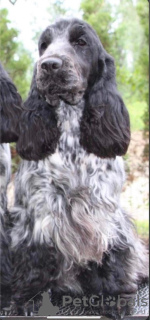 Photo №4. I will sell english cocker spaniel in the city of Kovin. breeder - price - negotiated