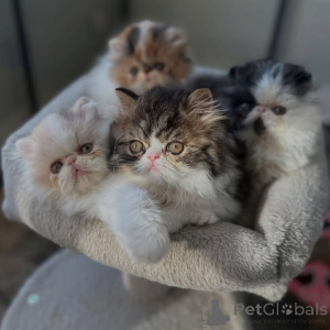 Photo №1. persian cat - for sale in the city of Delbruk | 329$ | Announcement № 149165