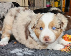 Photo №3. Adorable chiot berger australien à donner. Luxembourg