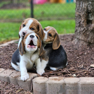 Photo №1. beagle - for sale in the city of Freiburg im Breisgau | 380$ | Announcement № 120610