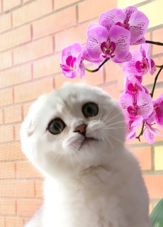 Photo №1. scottish fold - for sale in the city of Ryazan | 900$ | Announcement № 5490