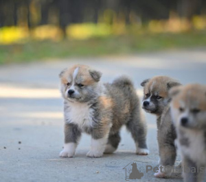 Additional photos: Akita Inu puppies