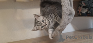 Photo №2 to announcement № 147055 for the sale of british shorthair - buy in Germany private announcement