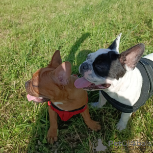 Additional photos: French bulldog puppy