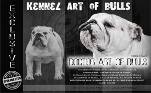 Photo №3. Kennel Art of Bulls offers a luxurious alimentary boy English Bulldog. Russian Federation