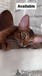 Photo №1. abyssinian cat - for sale in the city of Gomel | negotiated | Announcement № 52261