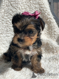Photo №2 to announcement № 11318 for the sale of yorkshire terrier - buy in Russian Federation private announcement