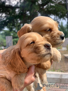 Photo №4. I will sell english cocker spaniel in the city of Tbilisi. private announcement - price - 300$