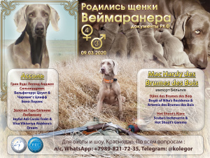Photo №2 to announcement № 6190 for the sale of weimaraner - buy in Russian Federation breeder