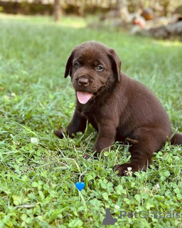 Photo №3. Labrador Retriever Welpen zur Adoption. Germany