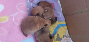 Photo №2 to announcement № 10143 for the sale of pomeranian - buy in Denmark 