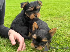 Photo №1. yorkshire terrier - for sale in the city of Murcia | negotiated | Announcement № 176379