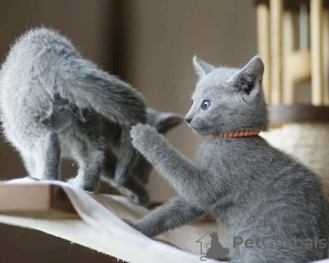 Photo №1. russian blue - for sale in the city of Riyadh | 300$ | Announcement № 15573