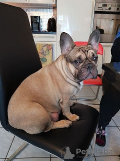 Photo №3. Französische Bulldogge Welpen. Germany