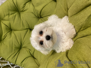 Photo №2 to announcement № 51702 for the sale of maltese dog - buy in Ukraine 