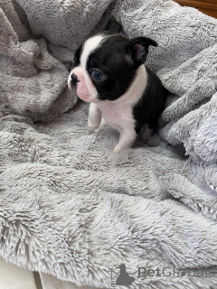 Photo №3. Prachtige Boston Terrier-puppy's zoeken een liefdevol nieuw thuis. Netherlands