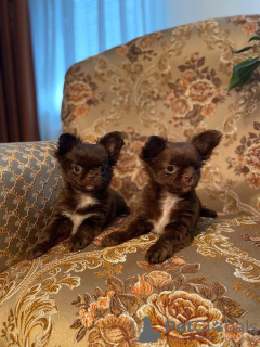 Photo №4. I will sell chihuahua in the city of Раубичи. breeder - price - 550$