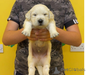 Photo №1. golden retriever - for sale in the city of Guelph | 350$ | Announcement № 161328