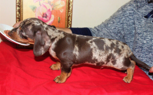 Photo №1. dachshund - for sale in the city of Sevastopol | 240$ | Announcement № 2489