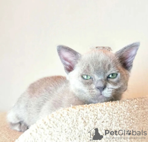 Photo №2 to announcement № 38477 for the sale of burmese cat - buy in Netherlands breeder