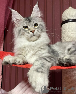 Photo №1. maine coon - for sale in the city of Штутгарт | 528$ | Announcement № 98342