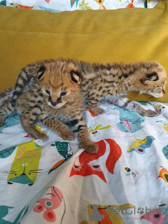 Photo №4. I will sell savannah cat in the city of Paris Creek. breeder - price - 2500$