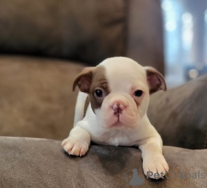 Photo №1. boston terrier - for sale in the city of Berlin | negotiated | Announcement № 135139