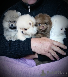 Photo №2 to announcement № 104099 for the sale of pomeranian - buy in Belarus breeder