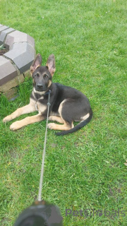 Photo №4. I will sell german shepherd in the city of Belen. private announcement - price - 392$