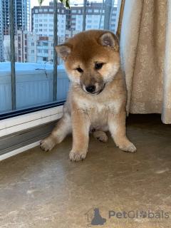 Additional photos: Shiba Inu Puppies