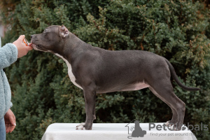 Photo №1. american bully - for sale in the city of Krasnodar | negotiated | Announcement № 84654