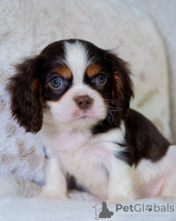 Photo №2 to announcement № 157765 for the sale of cavalier king charles spaniel - buy in Finland private announcement