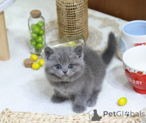 Photo №1. british shorthair - for sale in the city of Brussels | 250$ | Announcement № 155566