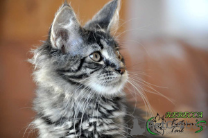 Photo №4. I will sell maine coon in the city of St. Petersburg. private announcement, from nursery, breeder - price - 476$
