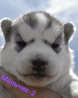 Additional photos: Offered for sale Husky puppies
